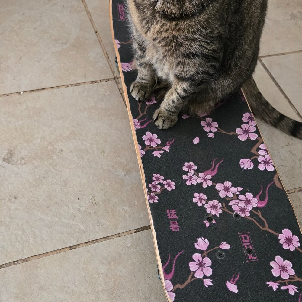 Meet your Posher, Randi - Picture 2 of 2